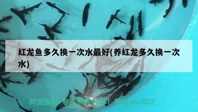 紅龍魚(yú)多久換一次水最好(養(yǎng)紅龍多久換一次水) 觀賞魚(yú)進(jìn)出口