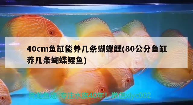 40cm魚缸能養(yǎng)幾條蝴蝶鯉(80公分魚缸養(yǎng)幾條蝴蝶鯉魚)