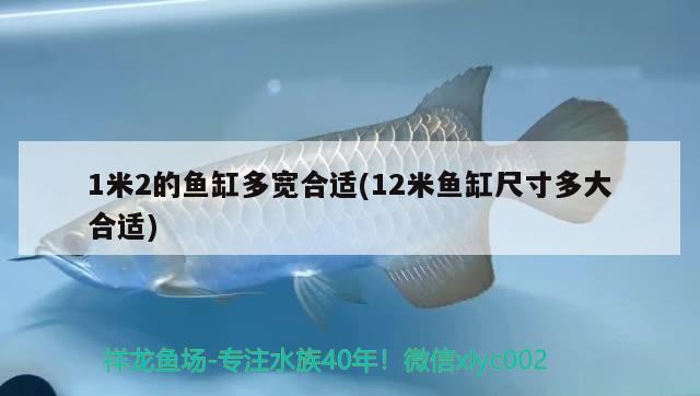 1米2的魚缸多寬合適(12米魚缸尺寸多大合適)