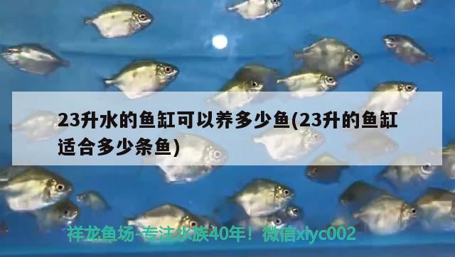 23升水的魚(yú)缸可以養(yǎng)多少魚(yú)(23升的魚(yú)缸適合多少條魚(yú)) 黑云魚(yú)