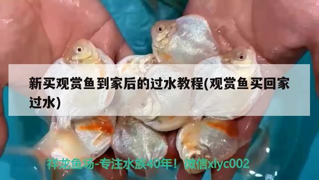 新買觀賞魚到家后的過水教程(觀賞魚買回家過水) 水族雜談