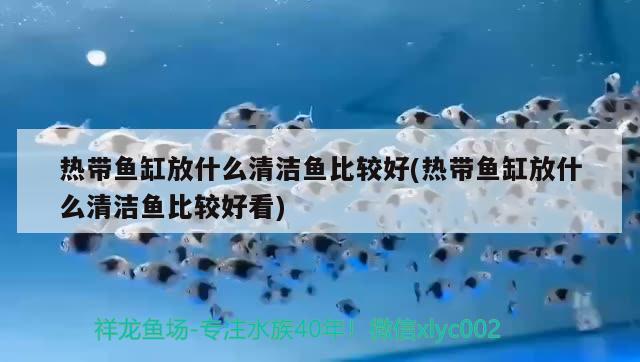 熱帶魚缸放什么清潔魚比較好(熱帶魚缸放什么清潔魚比較好看) 三間鼠魚