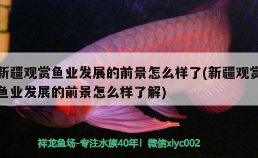 新疆觀賞魚業(yè)發(fā)展的前景怎么樣了(新疆觀賞魚業(yè)發(fā)展的前景怎么樣了解) 廣州觀賞魚魚苗批發(fā)市場