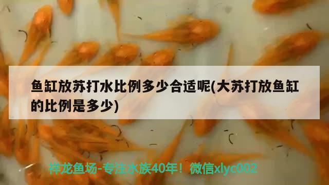 魚缸放蘇打水比例多少合適呢(大蘇打放魚缸的比例是多少) 除藻劑