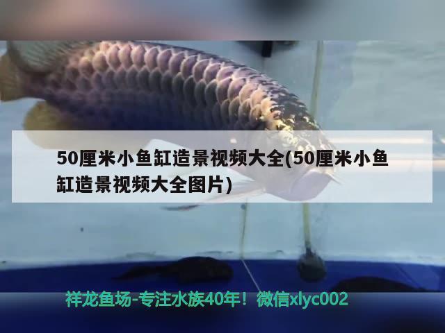 50厘米小魚缸造景視頻大全(50厘米小魚缸造景視頻大全圖片) 羽毛刀魚苗