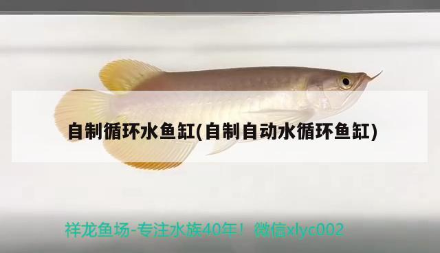 自制循環(huán)水魚缸(自制自動水循環(huán)魚缸) 泰國虎魚（泰虎）