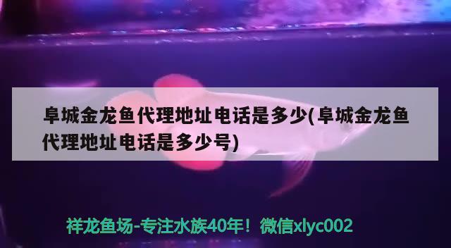 阜城金龍魚代理地址電話是多少(阜城金龍魚代理地址電話是多少號) 噴點菠蘿魚