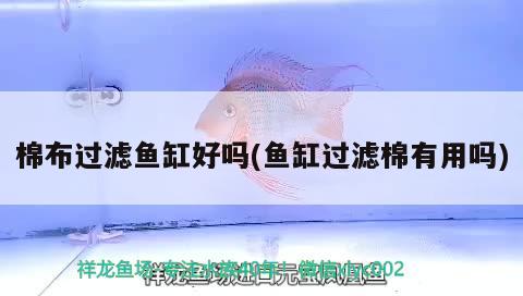 棉布過濾魚缸好嗎(魚缸過濾棉有用嗎) 稀有金龍魚