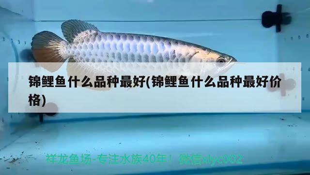 錦鯉魚什么品種最好(錦鯉魚什么品種最好價格) 白玉紅龍魚