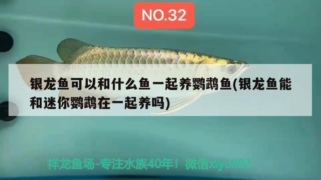 銀龍魚可以和什么魚一起養(yǎng)鸚鵡魚(銀龍魚能和迷你鸚鵡在一起養(yǎng)嗎) 鸚鵡魚