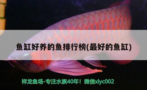 魚缸好養(yǎng)的魚排行榜(最好的魚缸) 白子關刀魚苗