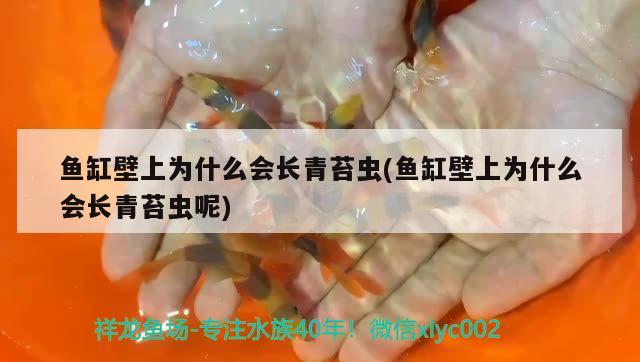 魚(yú)缸壁上為什么會(huì)長(zhǎng)青苔蟲(chóng)(魚(yú)缸壁上為什么會(huì)長(zhǎng)青苔蟲(chóng)呢) 高背金龍魚(yú)