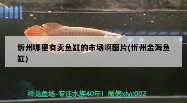 忻州哪里有賣魚缸的市場(chǎng)啊圖片(忻州金海魚缸)