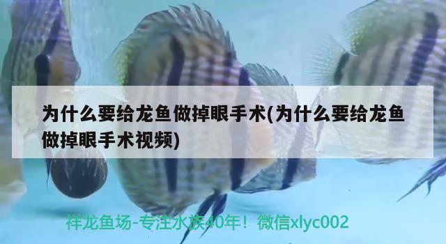 為什么要給龍魚做掉眼手術(shù)(為什么要給龍魚做掉眼手術(shù)視頻)