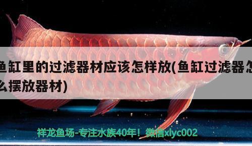 魚缸里的過濾器材應該怎樣放(魚缸過濾器怎么擺放器材) 鸚鵡魚