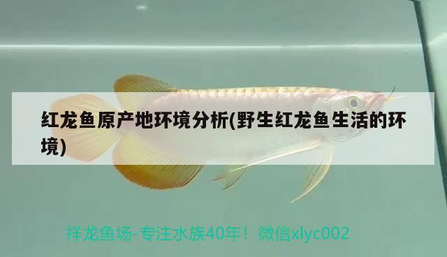 紅龍魚原產(chǎn)地環(huán)境分析(野生紅龍魚生活的環(huán)境)