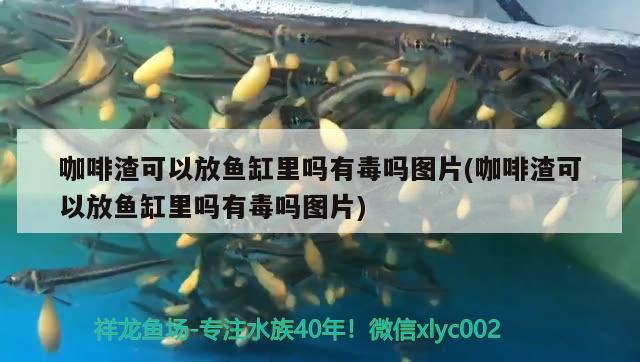 咖啡渣可以放魚缸里嗎有毒嗎圖片(咖啡渣可以放魚缸里嗎有毒嗎圖片) 馬來西亞咖啡