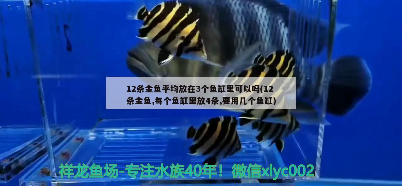 12條金魚平均放在3個魚缸里可以嗎(12條金魚,每個魚缸里放4條,要用幾個魚缸) 綠皮皇冠豹魚