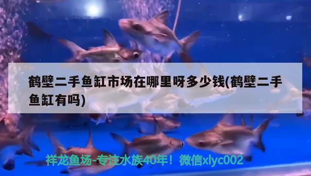 鶴壁二手魚缸市場在哪里呀多少錢(鶴壁二手魚缸有嗎)