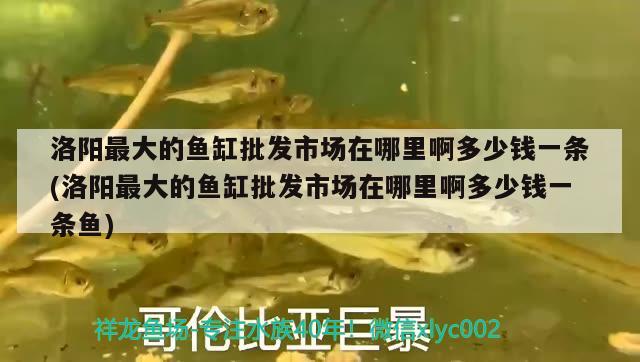 洛陽最大的魚缸批發(fā)市場在哪里啊多少錢一條(洛陽最大的魚缸批發(fā)市場在哪里啊多少錢一條魚) 魚缸凈水劑