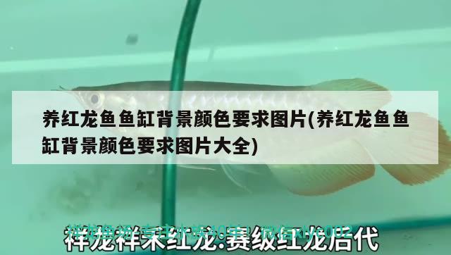 養(yǎng)紅龍魚魚缸背景顏色要求圖片(養(yǎng)紅龍魚魚缸背景顏色要求圖片大全)