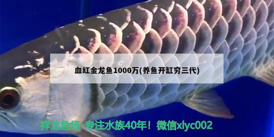 血紅金龍魚1000萬(養(yǎng)魚開缸窮三代) 超血紅龍魚