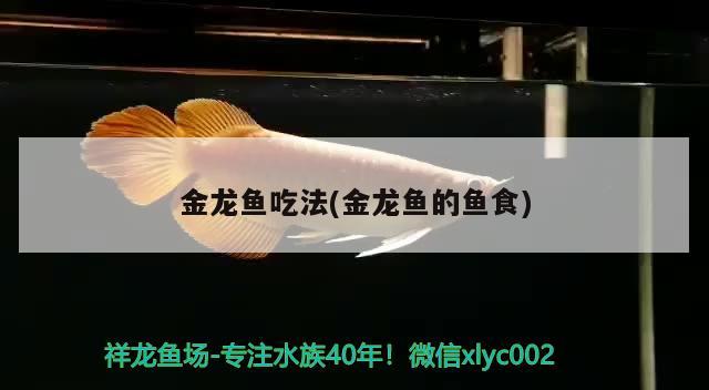 金龍魚吃法(金龍魚的魚食)