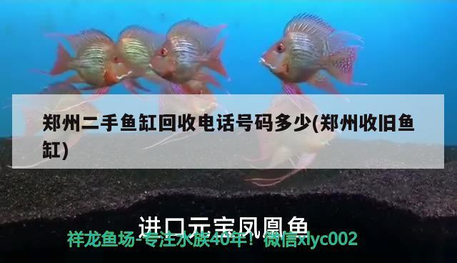 鄭州二手魚(yú)缸回收電話號(hào)碼多少(鄭州收舊魚(yú)缸) 印尼小紅龍