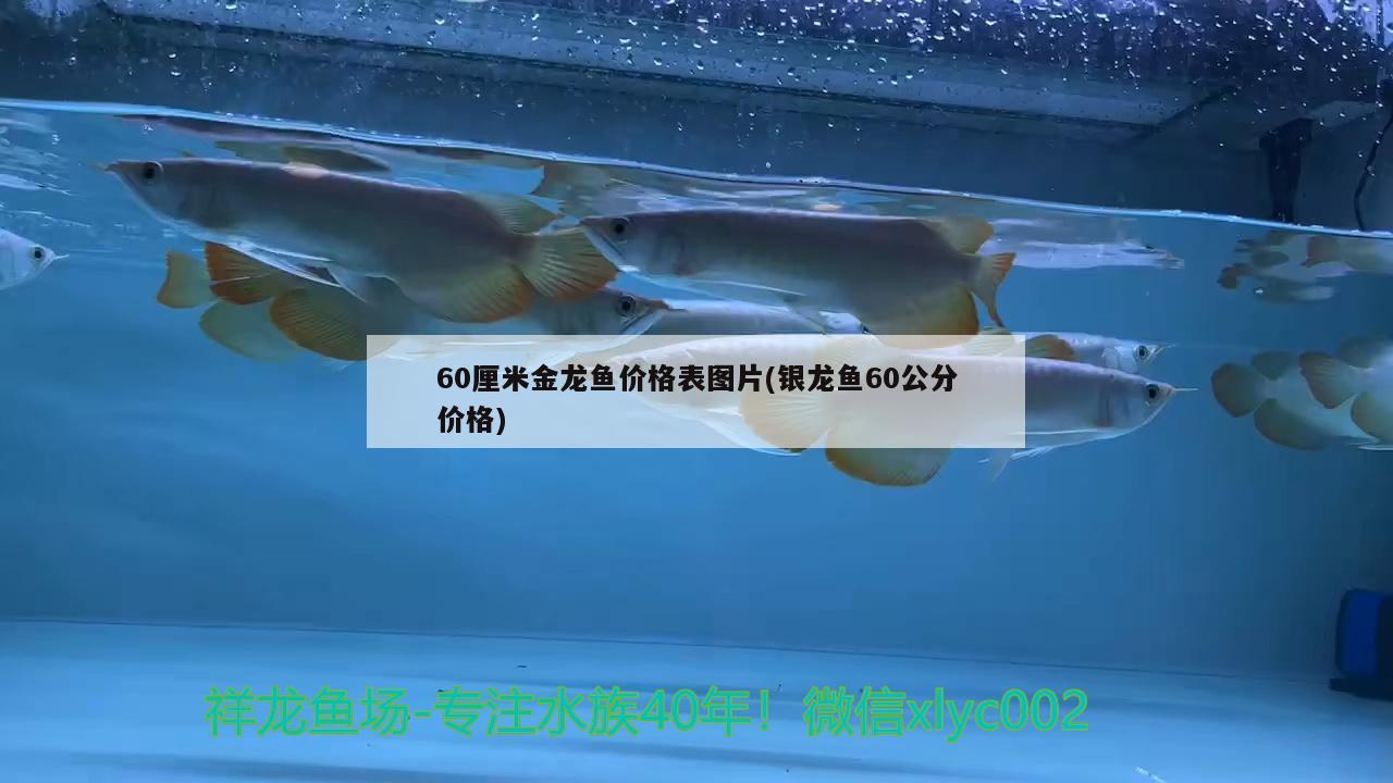 60厘米金龍魚價(jià)格表圖片(銀龍魚60公分價(jià)格) 銀龍魚