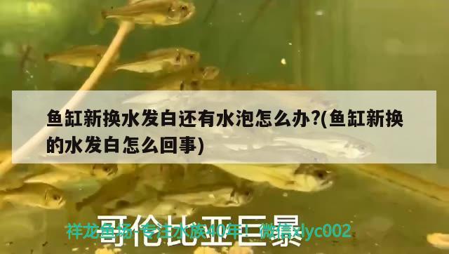 魚缸新?lián)Q水發(fā)白還有水泡怎么辦？(魚缸新?lián)Q的水發(fā)白怎么回事) 水族雜談