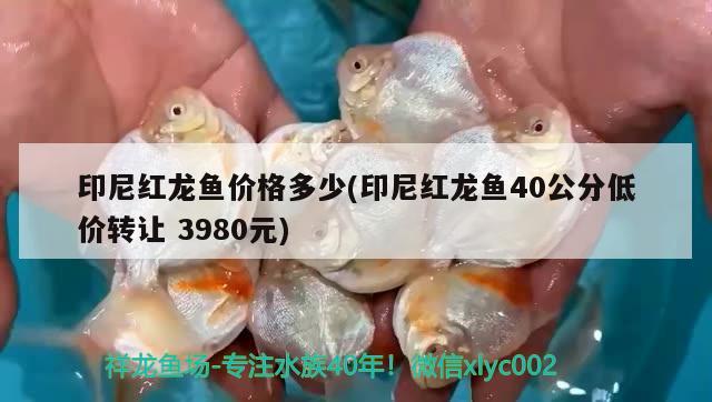 印尼紅龍魚價(jià)格多少(印尼紅龍魚40公分低價(jià)轉(zhuǎn)讓3980元) 紅龍魚百科