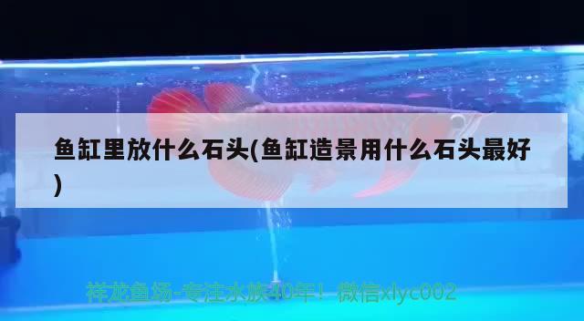 魚缸里放什么石頭(魚缸造景用什么石頭最好) 羅漢魚