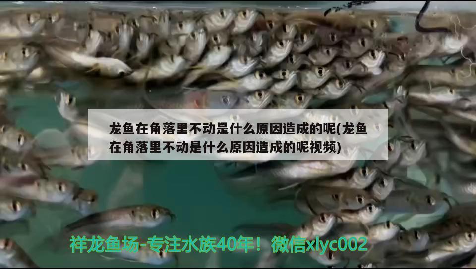 龍魚在角落里不動是什么原因造成的呢(龍魚在角落里不動是什么原因造成的呢視頻) 稀有金龍魚