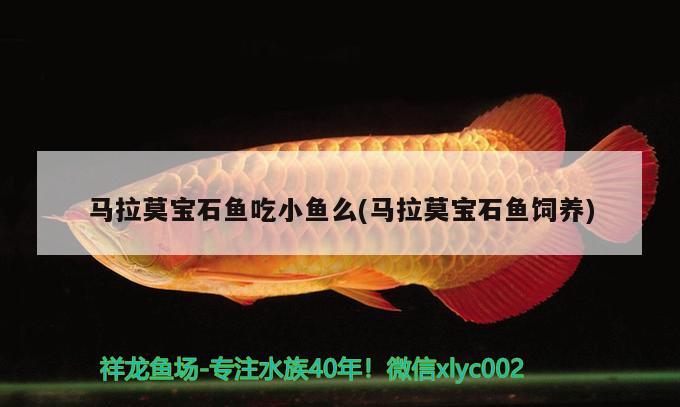 馬拉莫寶石魚吃小魚么(馬拉莫寶石魚飼養(yǎng))