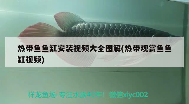 熱帶魚(yú)魚(yú)缸安裝視頻大全圖解(熱帶觀賞魚(yú)魚(yú)缸視頻) 奈及利亞紅圓點(diǎn)狗頭