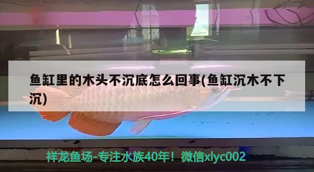 魚缸里的木頭不沉底怎么回事(魚缸沉木不下沉) 金頭過背金龍魚