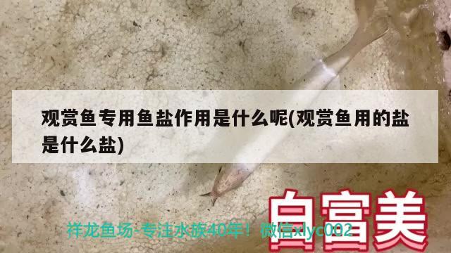 觀賞魚專用魚鹽作用是什么呢(觀賞魚用的鹽是什么鹽) 觀賞魚魚苗