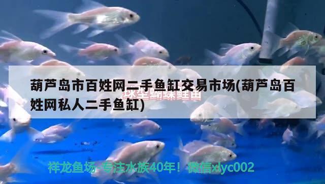 葫蘆島市百姓網(wǎng)二手魚缸交易市場(chǎng)(葫蘆島百姓網(wǎng)私人二手魚缸) 錦鯉池魚池建設(shè)