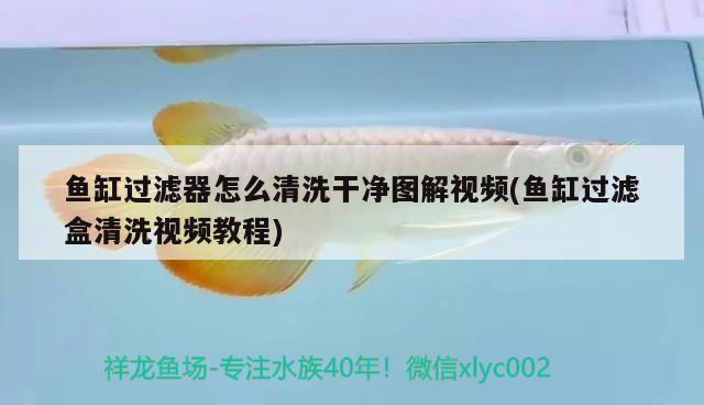 魚缸過濾器怎么清洗干凈圖解視頻(魚缸過濾盒清洗視頻教程) 粗線銀版魚