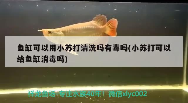 魚缸可以用小蘇打清洗嗎有毒嗎(小蘇打可以給魚缸消毒嗎) 黑金魟魚