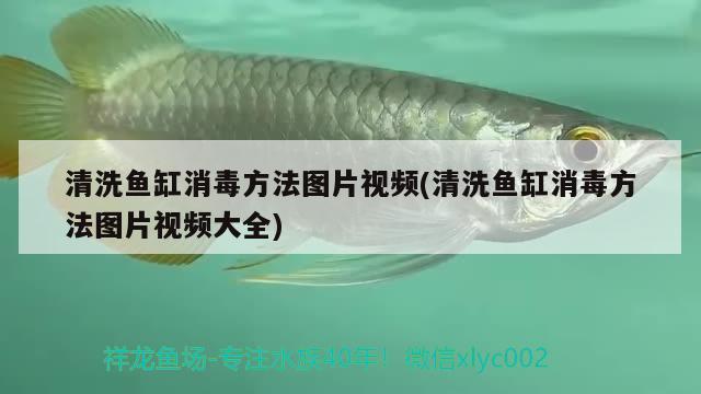 清洗魚(yú)缸消毒方法圖片視頻(清洗魚(yú)缸消毒方法圖片視頻大全) 圖騰金龍魚(yú)