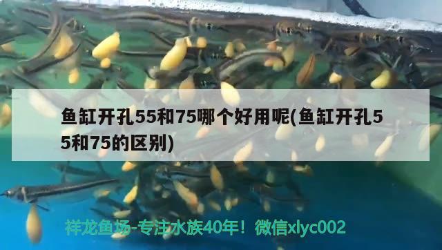 魚(yú)缸開(kāi)孔55和75哪個(gè)好用呢(魚(yú)缸開(kāi)孔55和75的區(qū)別) 恐龍王魚(yú)