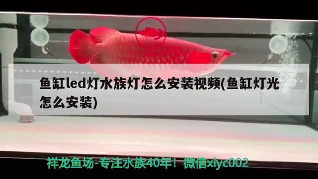 魚缸led燈水族燈怎么安裝視頻(魚缸燈光怎么安裝) 巴西亞魚苗