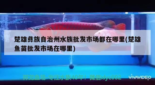 楚雄彝族自治州水族批發(fā)市場(chǎng)都在哪里(楚雄魚苗批發(fā)市場(chǎng)在哪里) 觀賞魚水族批發(fā)市場(chǎng)