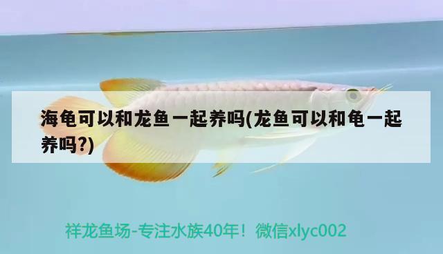 海龜可以和龍魚(yú)一起養(yǎng)嗎(龍魚(yú)可以和龜一起養(yǎng)嗎？) 烏龜