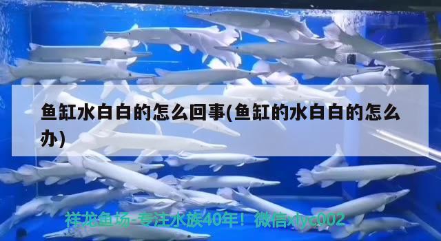 魚缸水白白的怎么回事(魚缸的水白白的怎么辦)