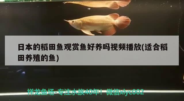 日本的稻田魚(yú)觀賞魚(yú)好養(yǎng)嗎視頻播放(適合稻田養(yǎng)殖的魚(yú)) 可麗愛(ài)魚(yú)缸 第2張