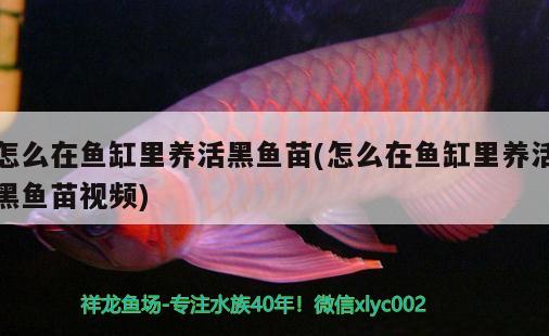 怎么在魚缸里養(yǎng)活黑魚苗(怎么在魚缸里養(yǎng)活黑魚苗視頻)