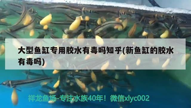 大型魚缸專用膠水有毒嗎知乎(新魚缸的膠水有毒嗎)