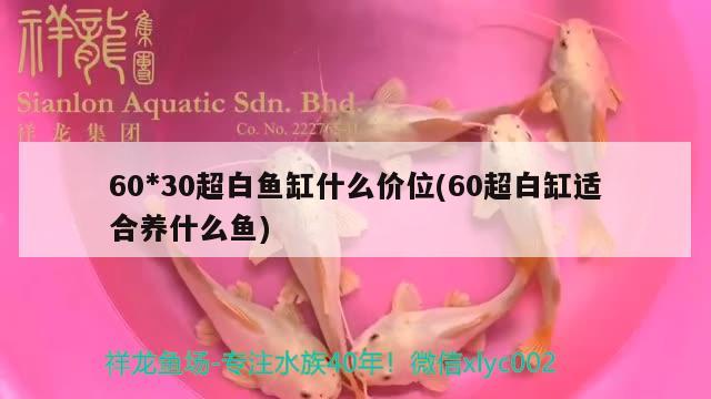 6030超白魚缸什么價位(60超白缸適合養(yǎng)什么魚)